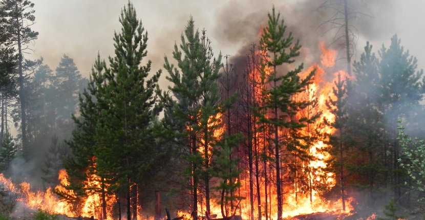 Система мониторинга лесных пожаров «Ростелекома» помогла прекратить 30 возгораний на Урале